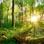 Sonnenstrahlen scheinen durch einen grünen Wald.