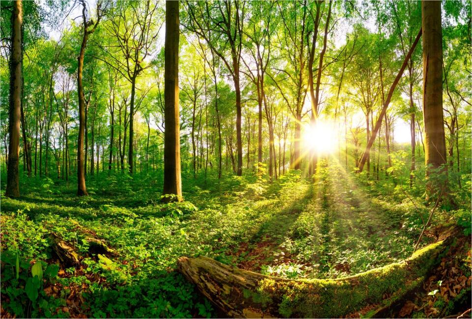 Sonnenstrahlen scheinen durch einen grünen Wald.