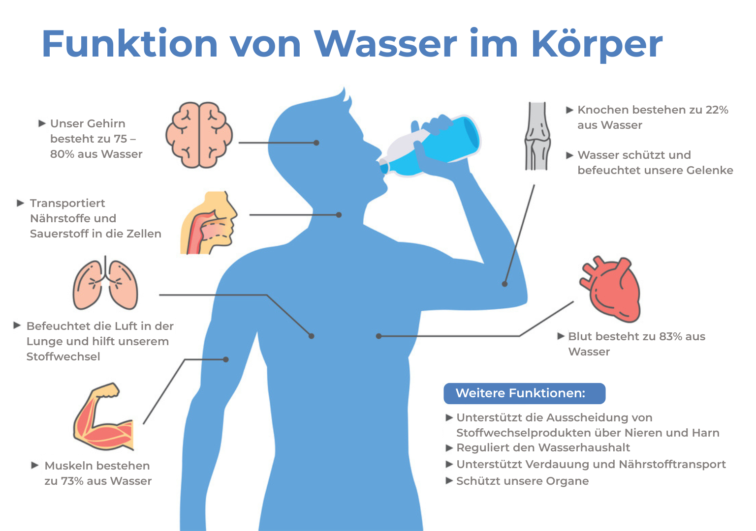 Infografik zur Funktion von Wasser im menschlichen Körper. Dargestellt ist eine Person, die Wasser trinkt. Beschriftungen zeigen: Gehirn besteht zu 75–80 % aus Wasser; Muskeln zu 73 %; Blut zu 83 %; Knochen zu 22 %. Wasser transportiert Nährstoffe und Sauerstoff in die Zellen, befeuchtet die Luft in der Lunge, schützt und befeuchtet Gelenke und unterstützt Stoffwechsel, Verdauung, Nährstofftransport, Ausscheidung über Nieren und Harn sowie den Schutz der Organe.