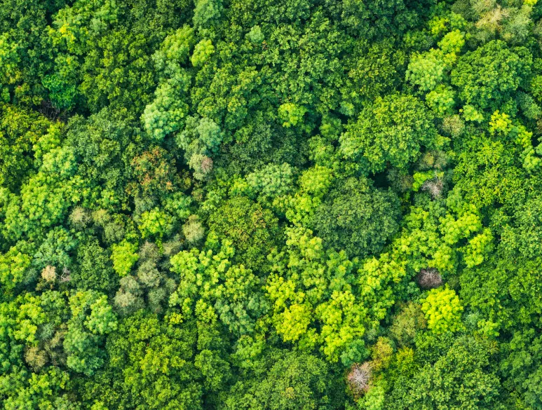 Waldaufnahme aus der Vogelperspektive
