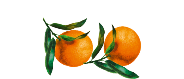 Zwei gezeichnete Orangen