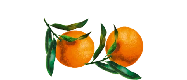 Zwei gezeichnete Orangen