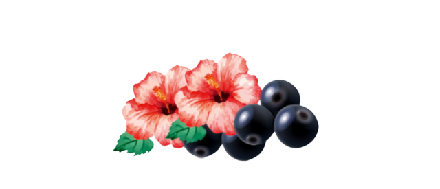 Gezeichnete Schwarze Johannisbeeren und Hibiskusblüten