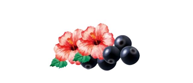 Gezeichnete Schwarze Johannisbeeren und Hibiskusblüten