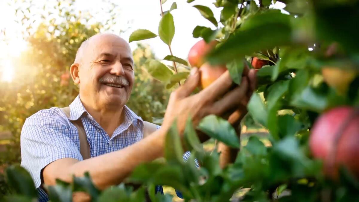 Ein älterer Mann pflückt, lächelnd einen Apfel.