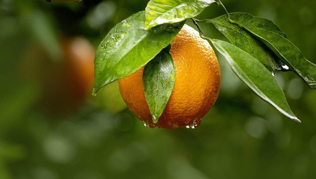Eine Orange an einem Orangenbaum mit Wassertropfen